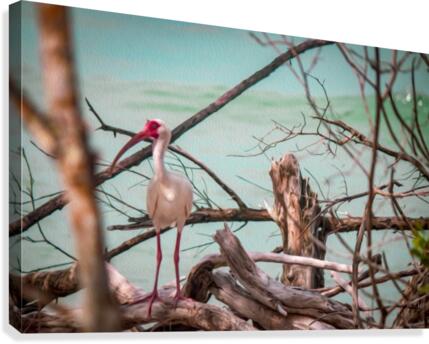 Ibis- oil painting  Canvas Print