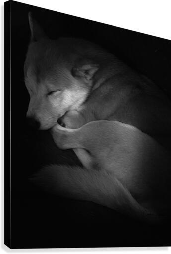 Shiba Inu  Canvas Print