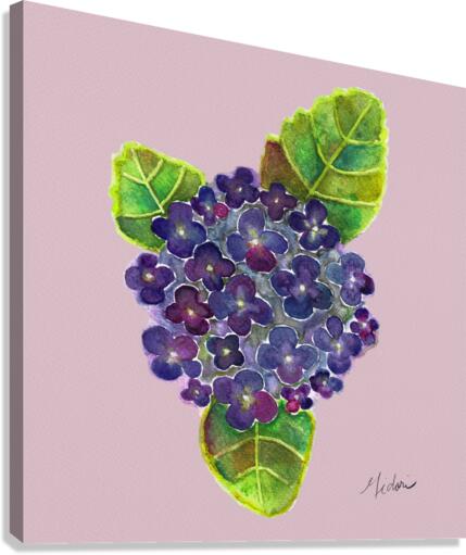 Hydrangea with Pink Background Canvas Print