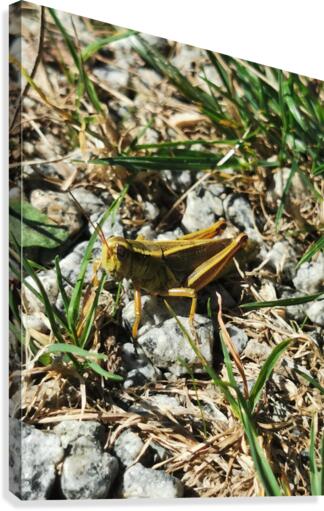 GRASSHOPPER Canvas Print