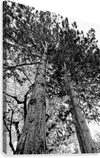 TREES IN B&W Canvas Print