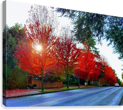 RED MAPLES Canvas Print