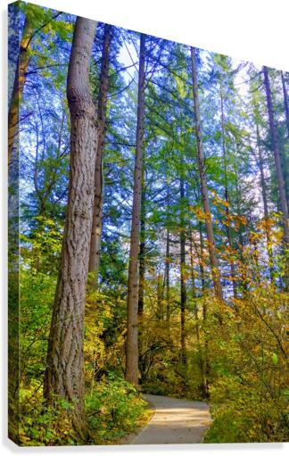 FOREST TRAIL Canvas Print