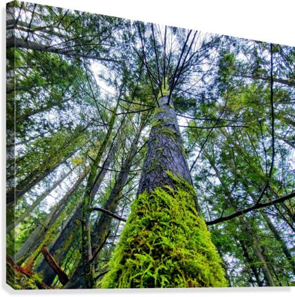 MOSSY TREE Canvas Print