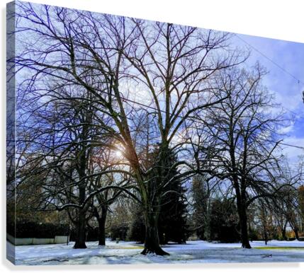 WINTER TREE Canvas Print