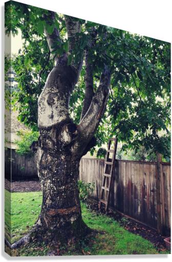 BACKYARD TREE Canvas Print