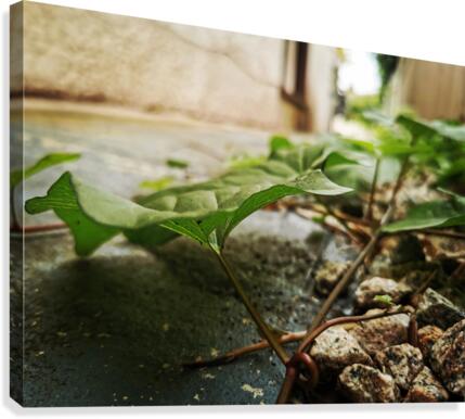 PATHWAY VINES Canvas Print