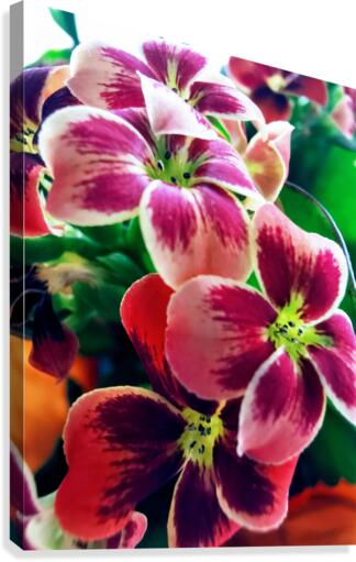 PETALS Canvas Print