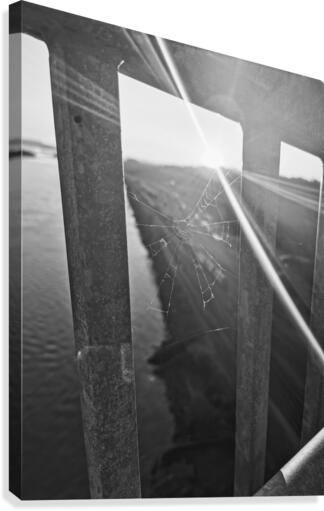 SPIDER WEB Canvas Print