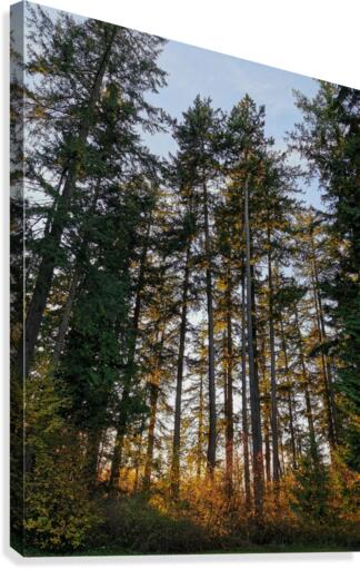CHANGING TREES Canvas Print