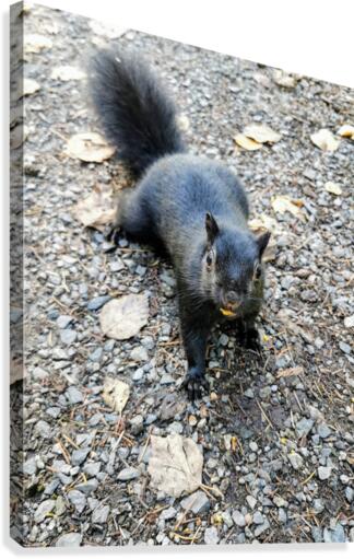 SQUIRREL SNACKS Canvas Print