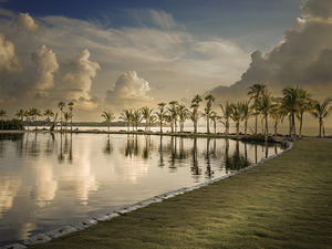 Palm Serenade at Sunrise