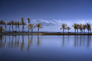 Palm Trees in a row 