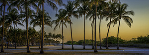 South Beach Palm Trees 