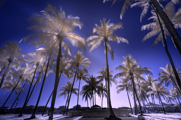 Dreamscape Palms South Beach Print
