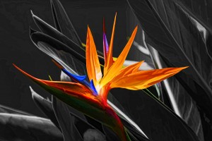 Flower-A Bird In Paradise
