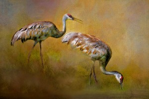 Foraging Sandhills