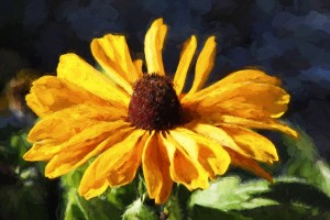 Golden Coneflower