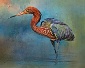 Painted Reddish Egret