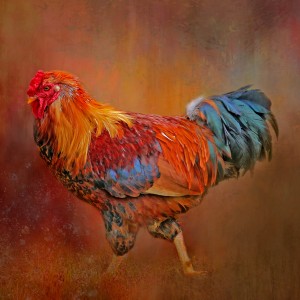 The Rooster Strut