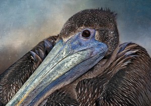 Pelican Portrait