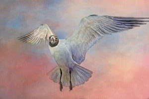 Flight Of The Gull 3 