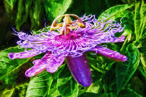 Passion Flower