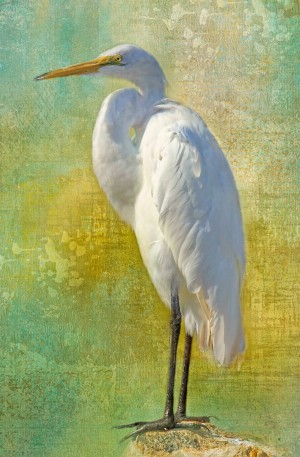 Tropical Egret