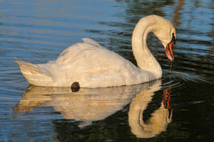 Female Mute Swan 