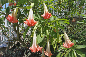 Angel Trumpet Flower