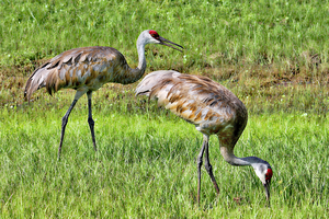 Mr And Mrs Sandhill 
