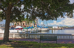 Under The Old Oak Tree At The Twin Dolphin