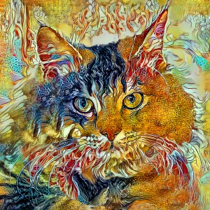 Bailey The Tabby Cat