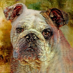 Portrait Of An English Bulldog