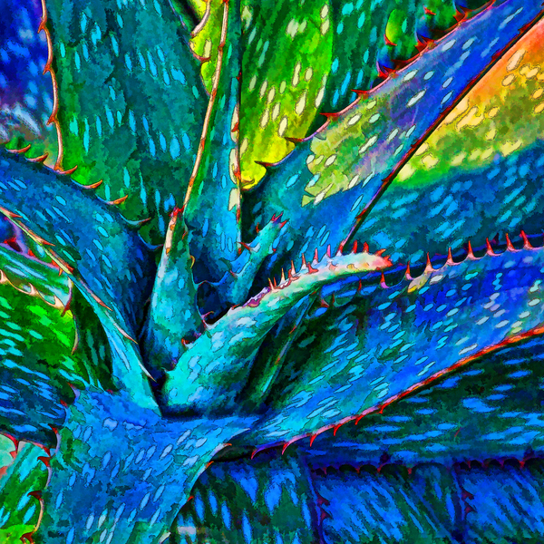 Aloe Vera Succulent by HH Photography of Florida Wall Art
