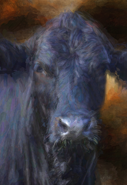 Black Angus Portrait  Print