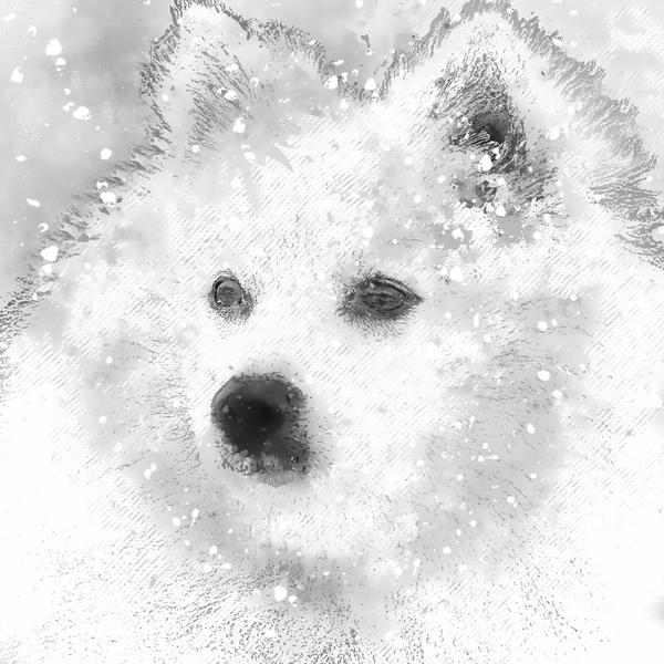 American Eskimo Snow Baby Print