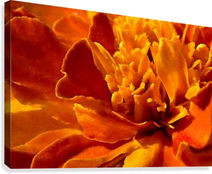 Marigold Macro Canvas Print