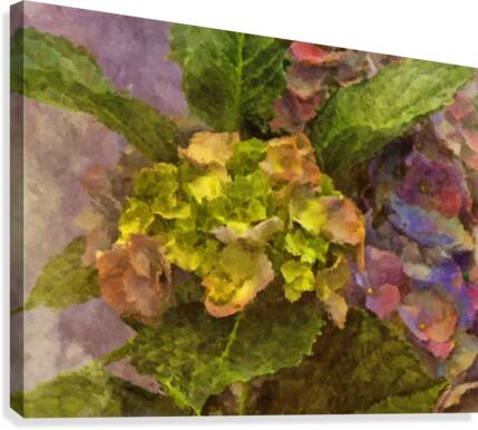 Hydrangea Blossoms  Canvas Print