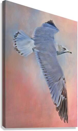 Soaring Seagull  Canvas Print