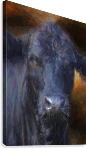 Black Angus Portrait  Canvas Print