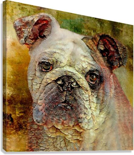 Portrait Of An English Bulldog Canvas Print