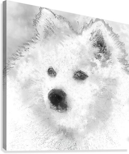 American Eskimo Spitz Canvas Print