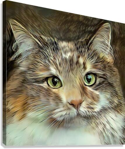 Emily An American Longhair Cat Canvas Print