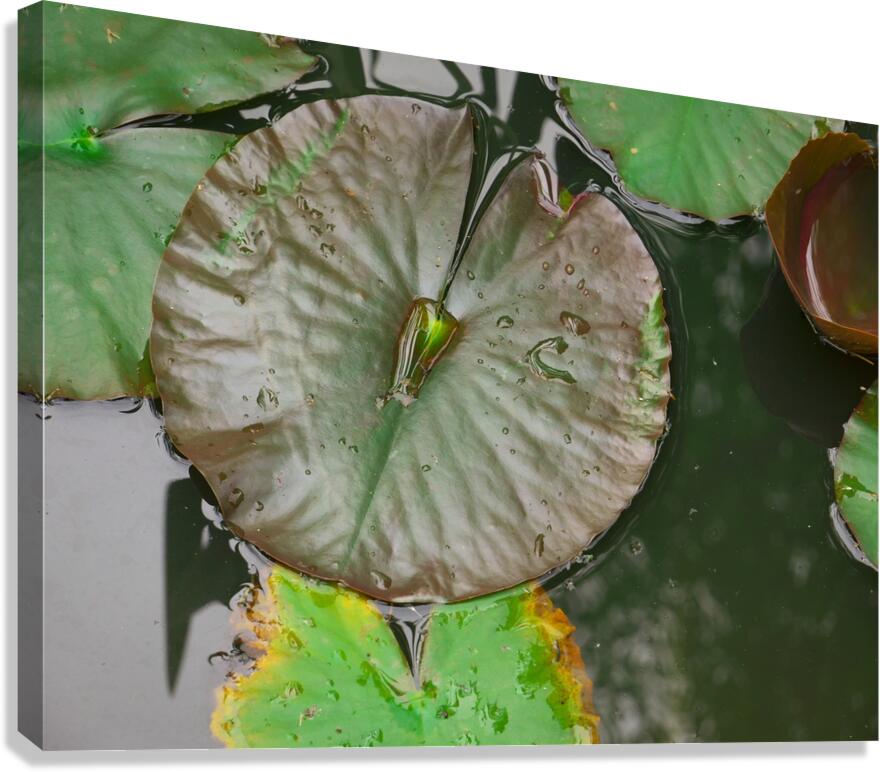 Nenuphar Canvas Print