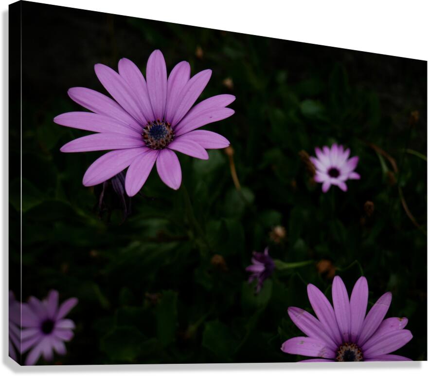 Magic flowers Canvas Print