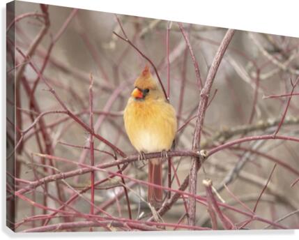 Female Cardinal On Pussy Willow  Canvas Print