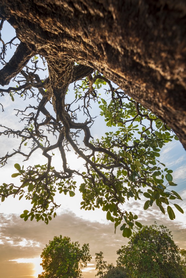 Resilience - Blessing by Augusto Miranda