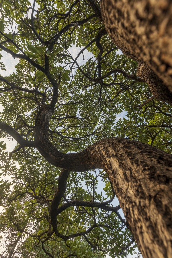 Resilience - Spiral Vertical by Augusto Miranda