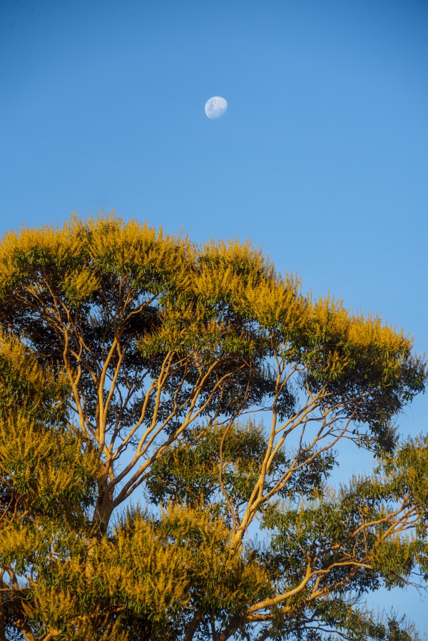 The yellow tree and the moon 2 by Augusto Miranda